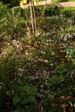 Cyclamen hederifolium RCP9-2013 032.JPG